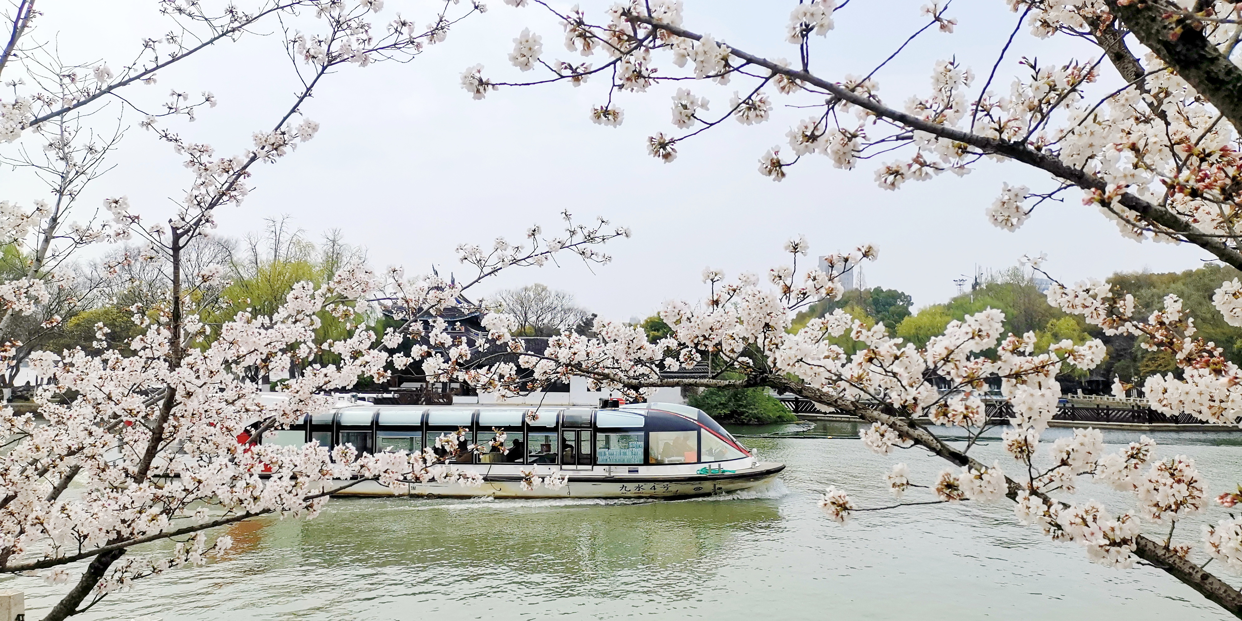 雷竞技APP樱花绽放春意浓(图4)