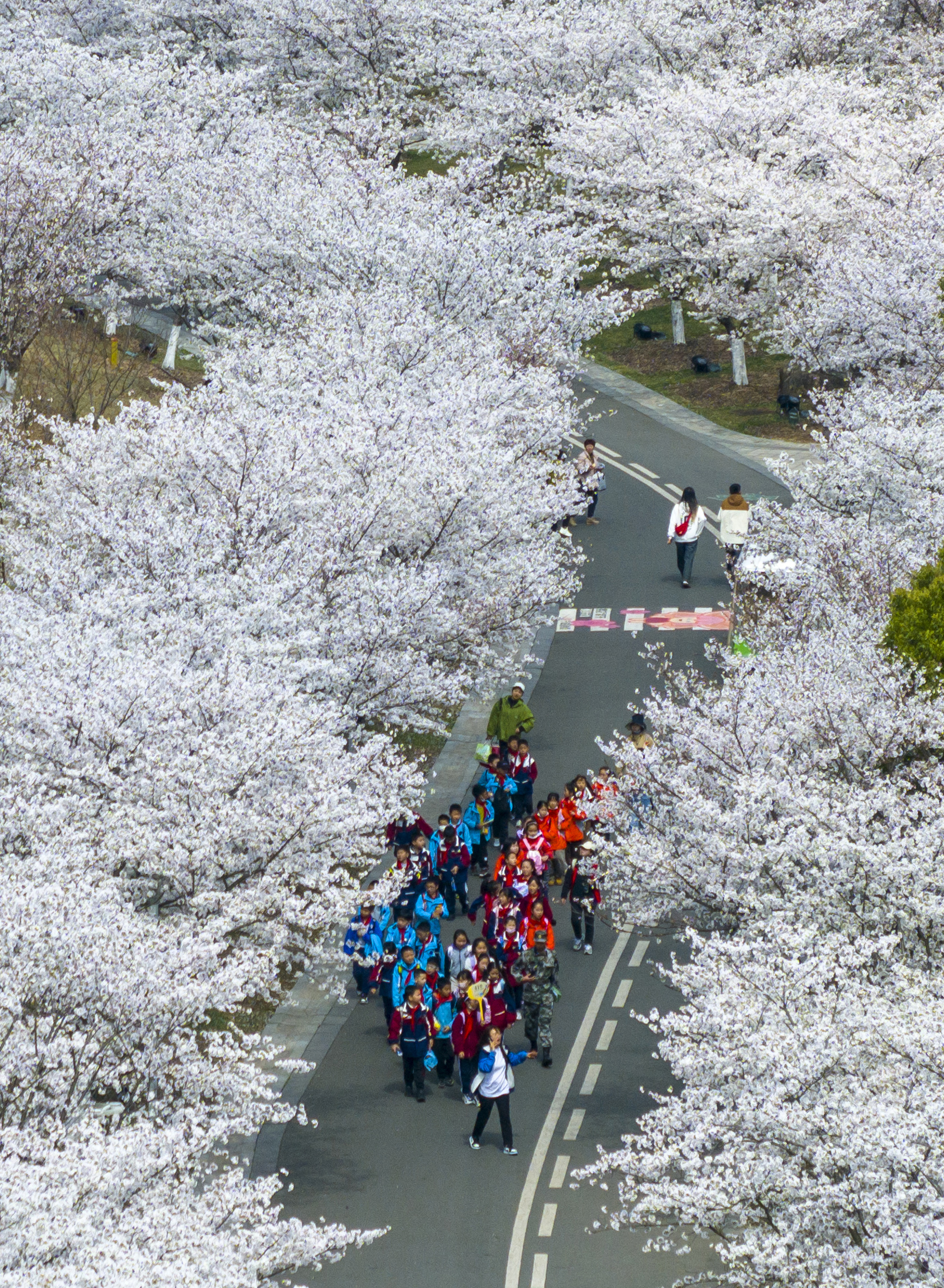 雷竞技APP樱花绽放春意浓(图6)