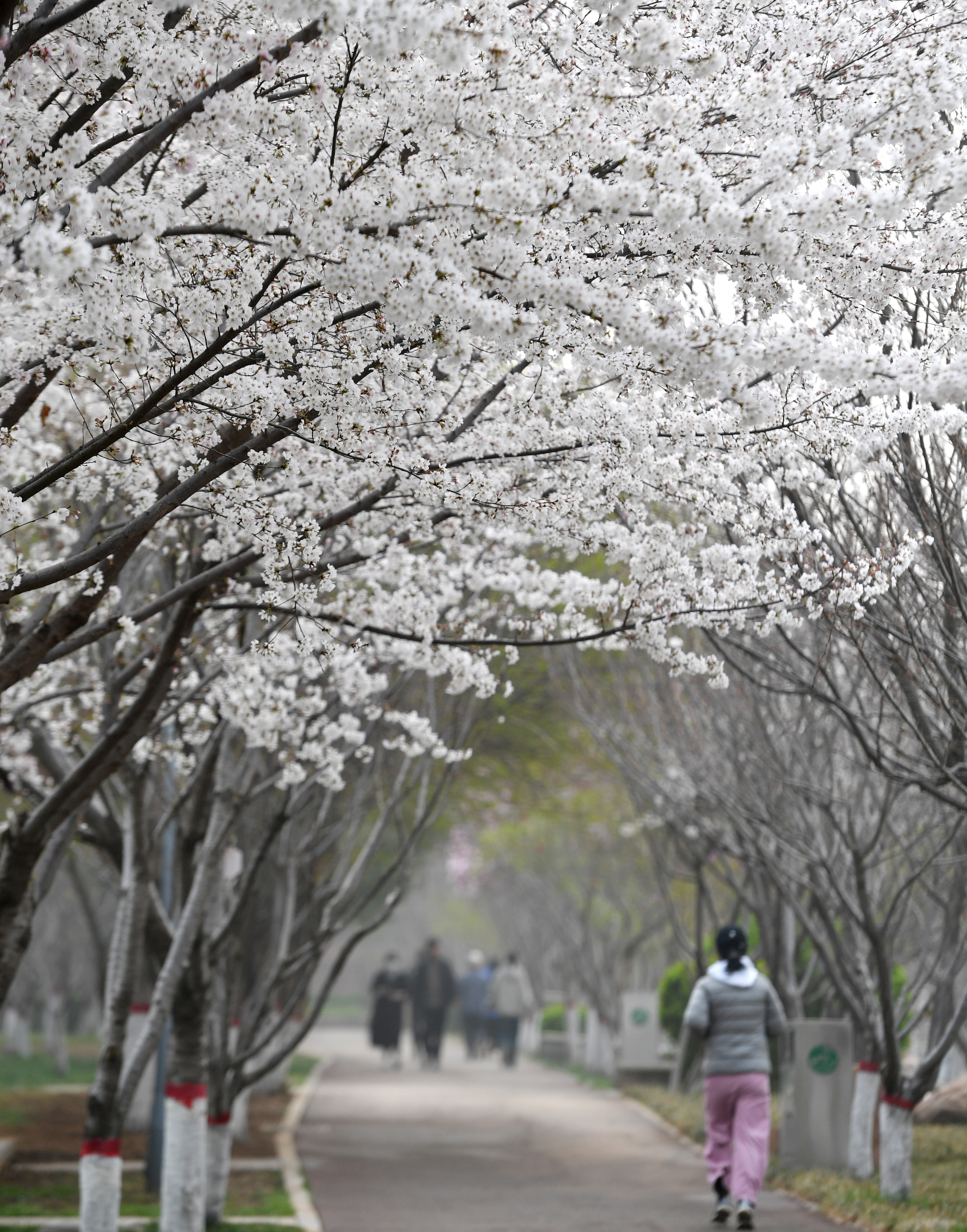 雷竞技APP樱花绽放春意浓(图7)